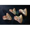 CDP004 Aile Entière de Poulet 5pc