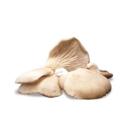 Champignon Pleurote Vrac TBE