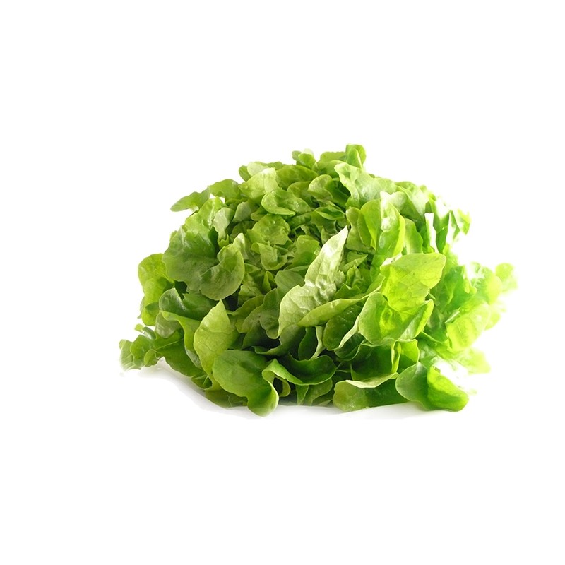 Laitue Feuille de Chêne Blonde FR