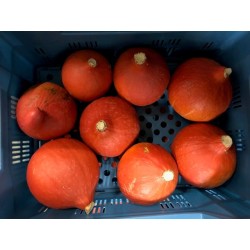 Potimarron Orange Petit Calibre BE