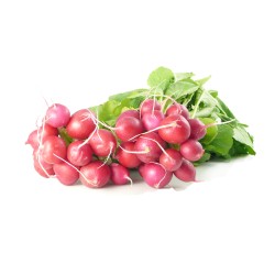 Radis Rouge Botte IT