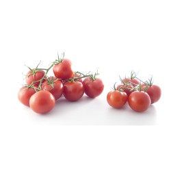 Tomate Cocktail Grappe BE