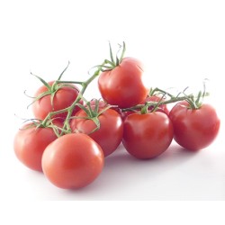 Tomate Grappe BE