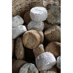 P'tit aieul - Crottin sec 10pc x 80gr