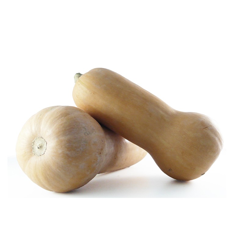 Courge Butternut BE