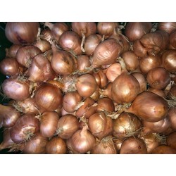 Echalote ronde BE