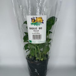 Basilic en pot par 3pc