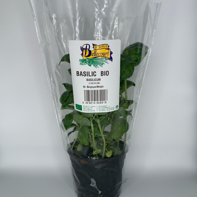 Basilic en pot par 3pc