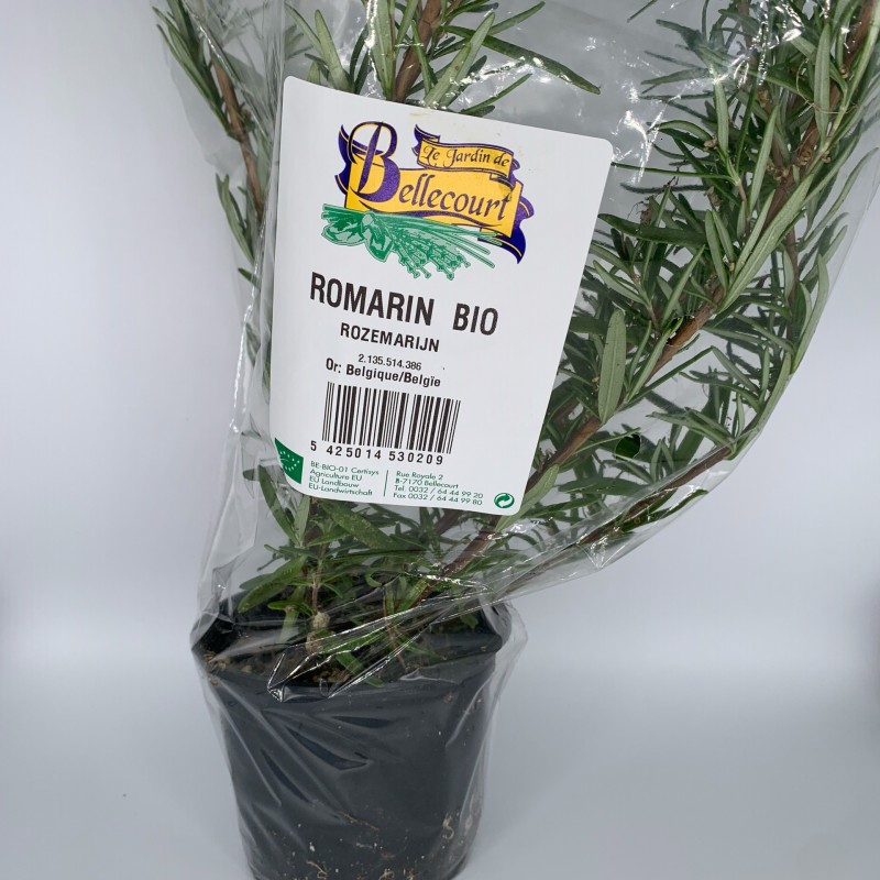 Romarin en pot par 3pc