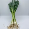 Oignon Ciboule BE