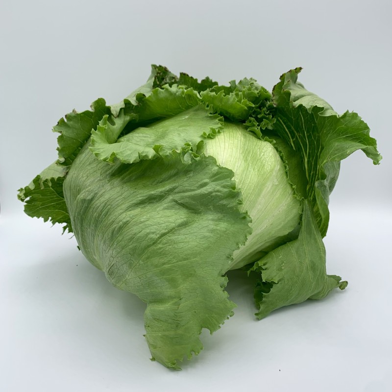 Laitue Iceberg BE