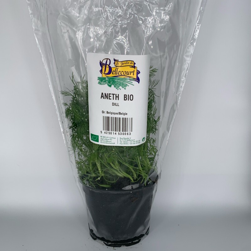 Aneth en pot par 3pc