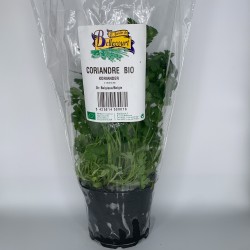 Coriandre en pot par 3pc