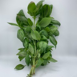 Basilic botte 8pc BE