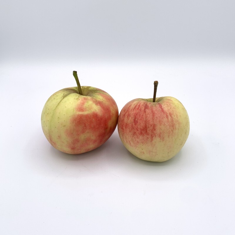 Pomme Elstar TBE