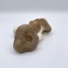 Champignon Eryngii Vrac TBE