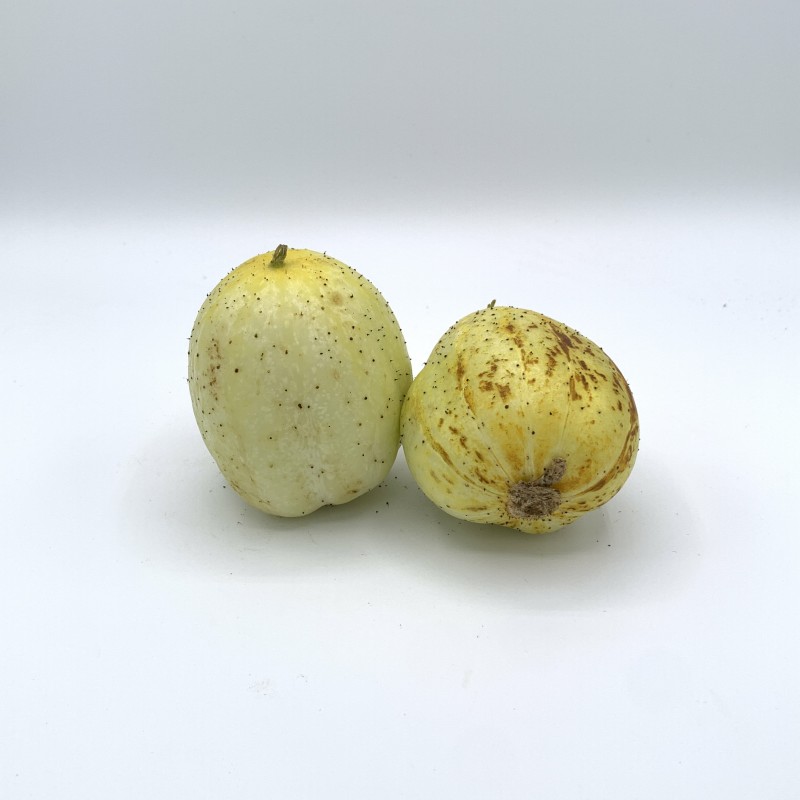 Concombre lemon BE