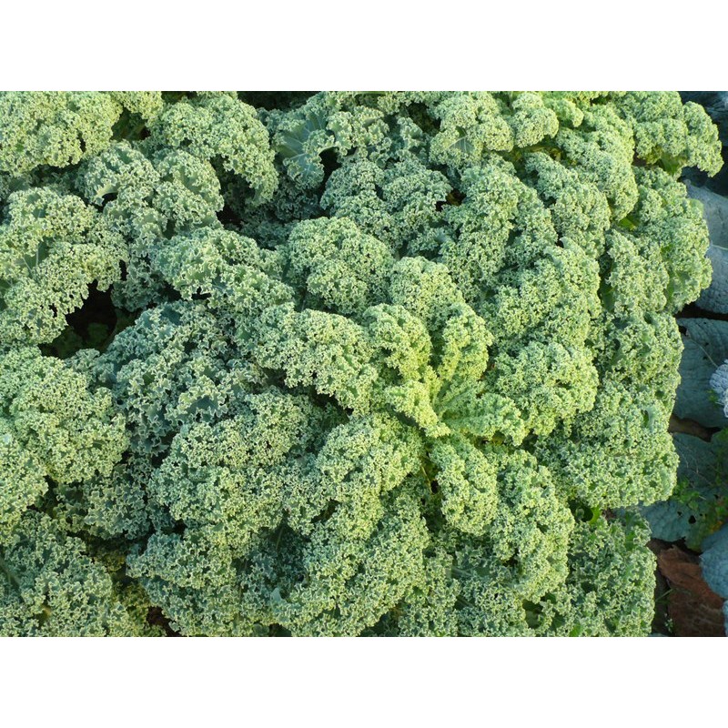 Chou Kale Vert BE