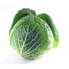 Chou Vert de Savoie 8pc BE