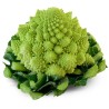 Chou Romanesco FR