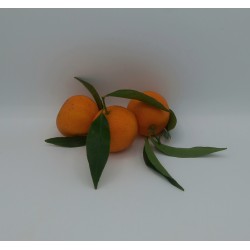 Clémentine Feuille IT