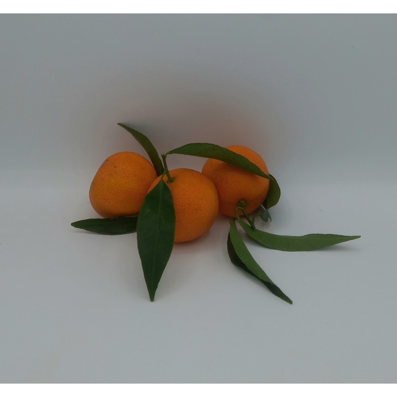 Clémentine Feuille IT