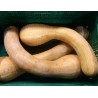 Courge longue de Nice BE