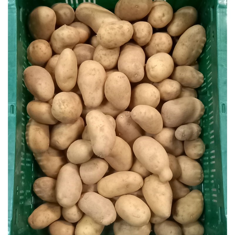 PDT Agila Grenaille BE