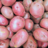 PDT Désirée BE (peau rouge, farineuse) Ferme Baré