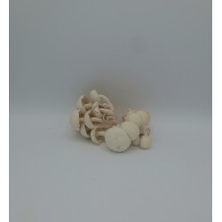 Champignon Shimeji Vrac TBE