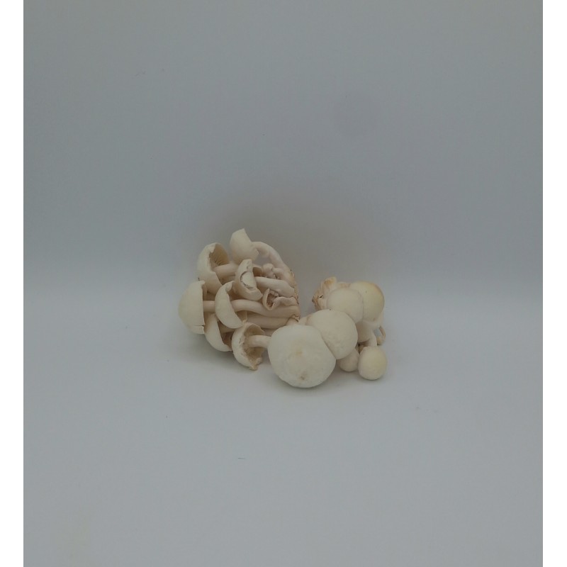Champignon Shimeji Vrac TBE