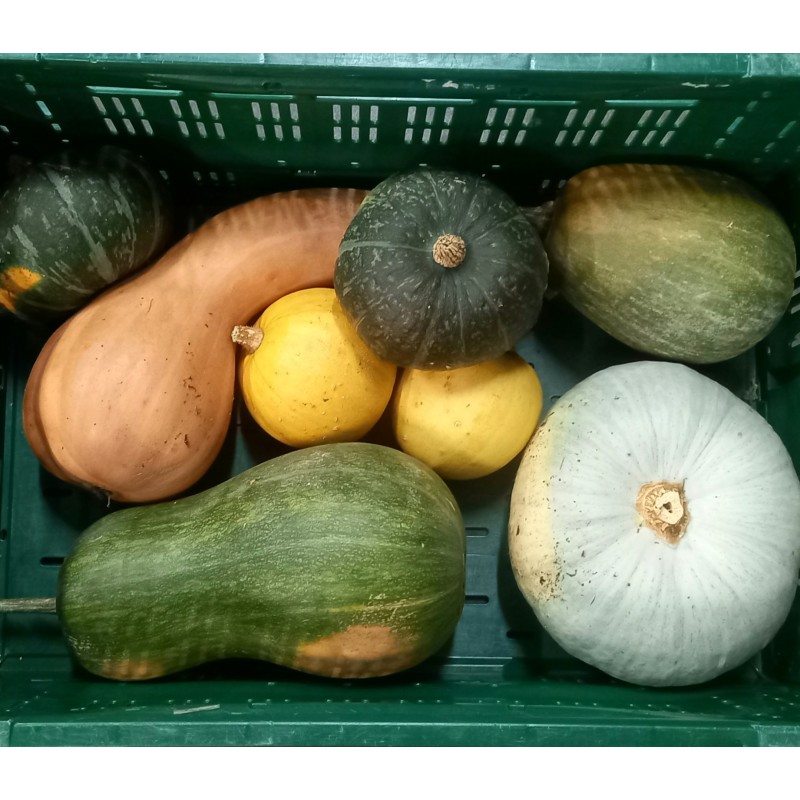 Courges mixte BE PROMO