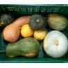 Courges mixte BE PROMO