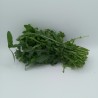 Roquette Botte  IT LIMITE