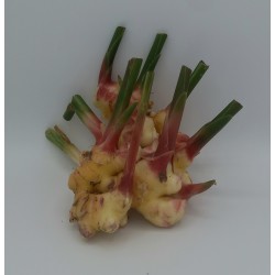 Gingembre Frais