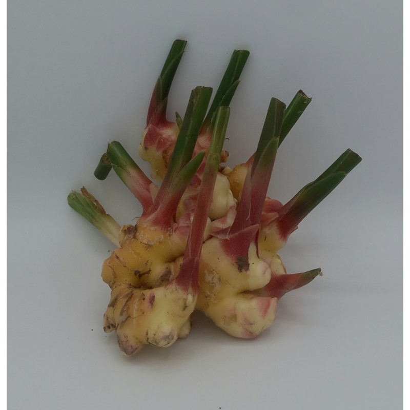 Gingembre Frais
