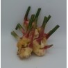 Gingembre Frais