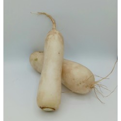 Radis Blanc Daïkon BE