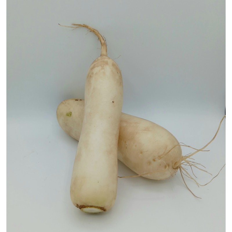 Radis Blanc Daïkon TBE