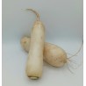 Radis Blanc Daïkon TBE