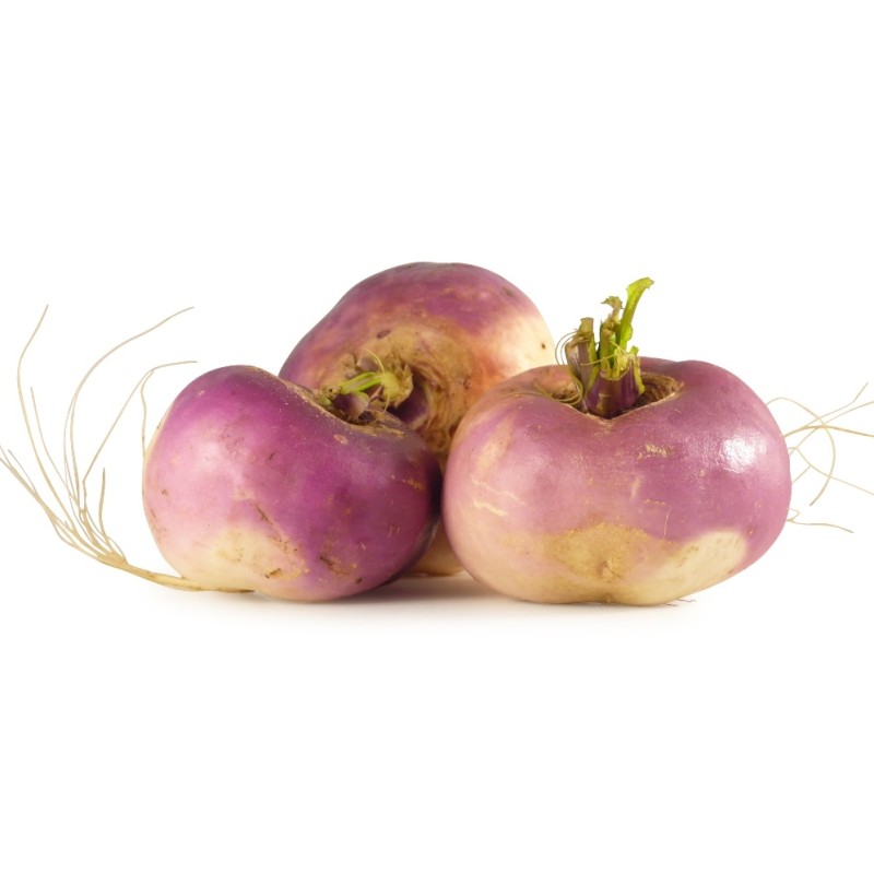 Navet Violet BE