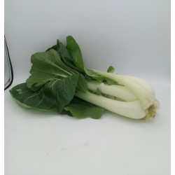 Chou Pakchoi 6pc BE PROMO Producteur