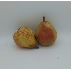 Poire Doyenné TBE