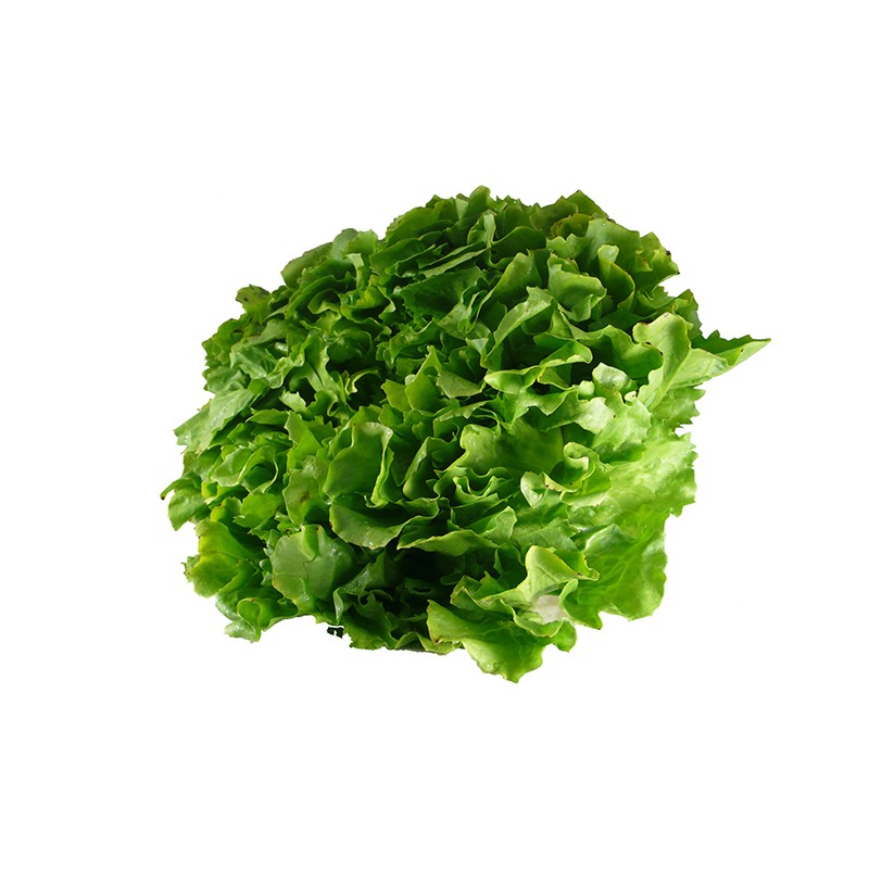 Chicorée Scarole IT