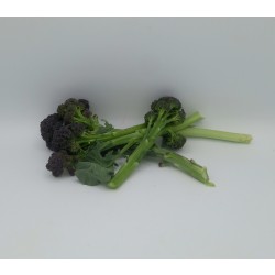 Brocoli Sprout ES