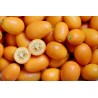 Kumquat ES