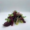 Jeune Pousse de Laitue Mesclun FR