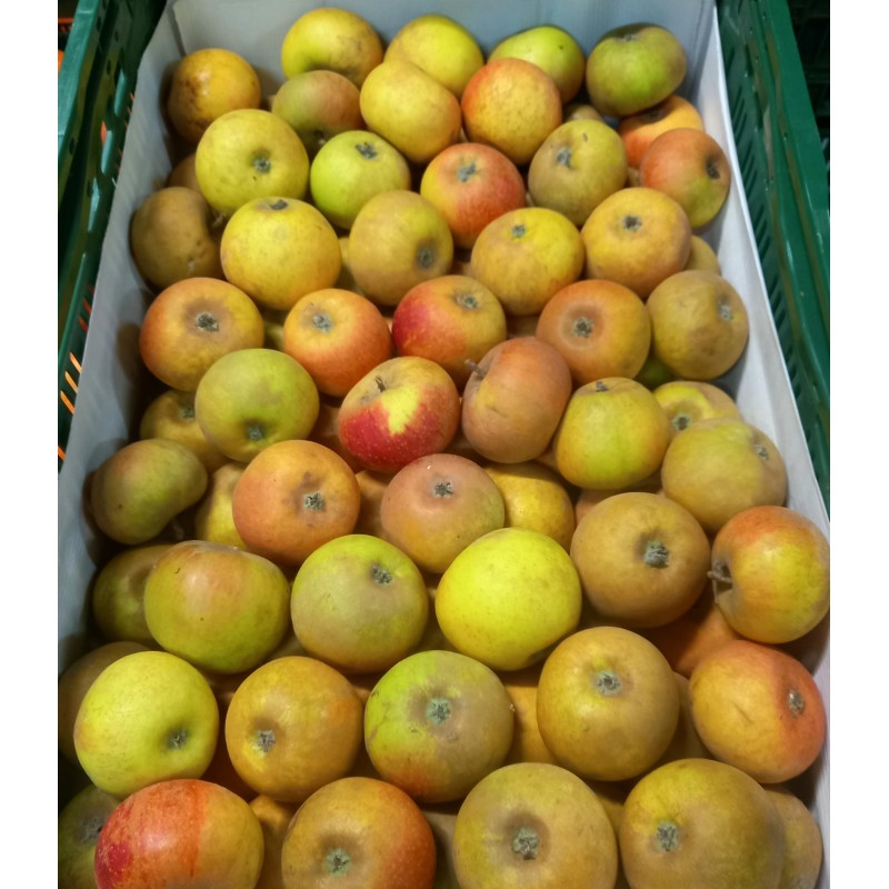 Pomme Reinette de France (verger Haute-tige) TBE