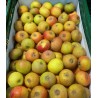 Pomme Reinette de France (verger Haute-tige) TBE
