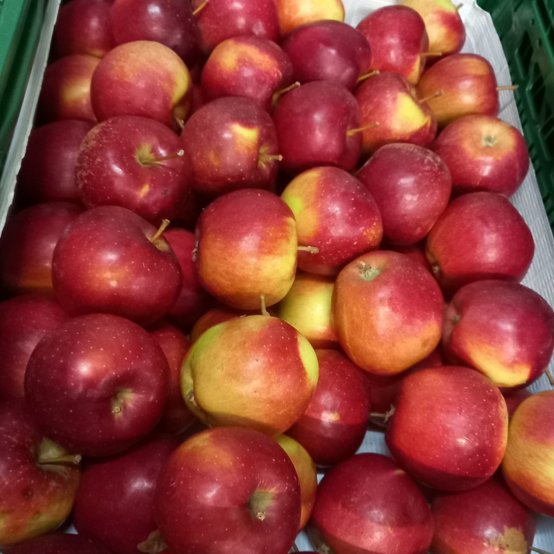 Pomme Elise d'Eghezée BE